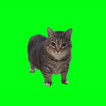 ”Spinning Cat - OIIA Cat Spin