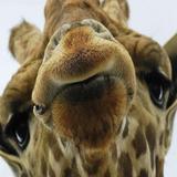 Giraffe Wallpaper Offline Best Wallpapers APK