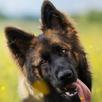 Dog Breeds APK