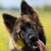 Dog Breeds