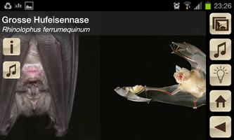Swiss Bats gönderen