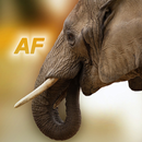 Nature - Afrique APK