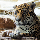 Nature - South America APK