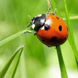 Nature - World simgesi