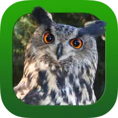 Heintges Jagdprüfung 2023 APK 下載
