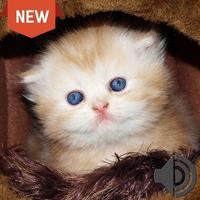 Sons para filhotes de gatos โปสเตอร์