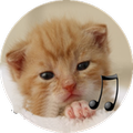 calling cat