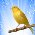canary song ikon