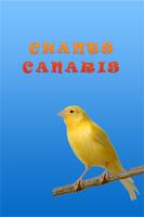 Top chant canaris poster
