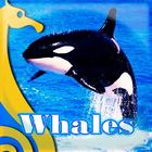 Ballenas আইকন