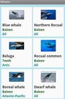 Ballenas স্ক্রিনশট 1