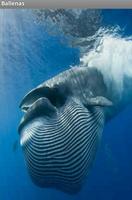 Ballenas Affiche