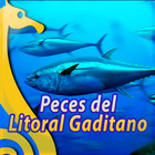 Peces de Cadiz ícone