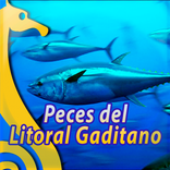 Peces de Cadiz