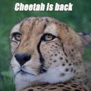 Cheetah print wallpaper APK