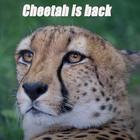 Cheetah print wallpaper 图标