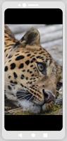 Cheetah print wallpaper 截图 2