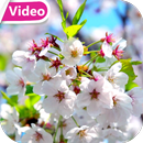 Cherry Blossom Video Theme HD APK
