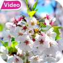 APK Cherry Blossom Video Theme HD