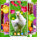 Easter Chicks Live Wallpaper APK