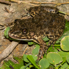 Chinese edible frog calls icône