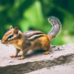 Chipmunk Call Sounds