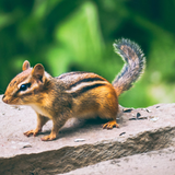 Chipmunk Call Sounds आइकन