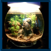 Aquascape Design Ideas