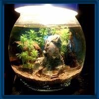 برنامه‌نما Aquascape Design Ideas عکس از صفحه