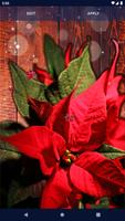 Poinsettia 4K Christmas Flower Ekran Görüntüsü 3