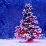 Christmas Wallpaper icon