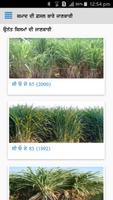 Sugarcane DSS imagem de tela 1