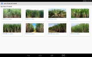 Sugarcane DSS screenshot 3