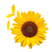 C.R. GIRASOLES Cali