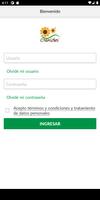 Poster Conjunto Girasoles