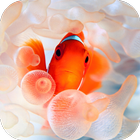 Clownfish Video Live Wallpaper icône