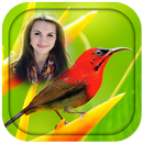 Birds Photo Frames APK