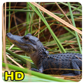 Fond d'écran crocodile