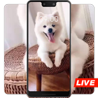 Cute animal white puppy live wallpaper icône