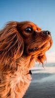 Cute puppies wallpaper hd screenshot 3
