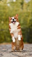 Cute puppies wallpaper hd poster