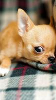 Cute puppies wallpaper hd screenshot 2