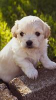 Cute puppy wallpaper hd تصوير الشاشة 1