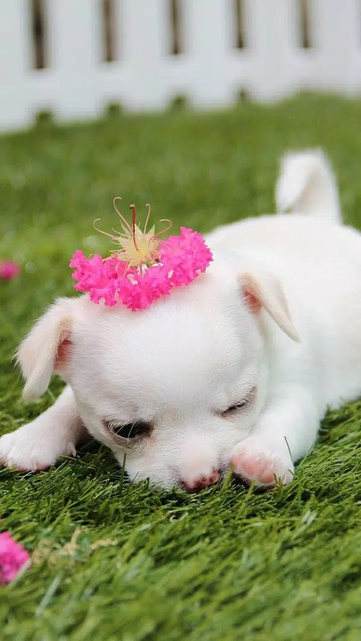 Cute puppy wallpaper hd APK for Android Download Cute puppy wallpaper hd APK for Android Download