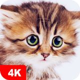 Cute Animal Wallpapers 4K ikon