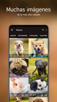 Fondos com animales lindos 4K captura de pantalla 1