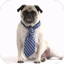 Cute Dog Video Live Wallpaper APK