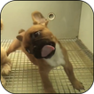 Cute puppy licks glass LWP