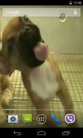 Cute puppy licks glass 截图 1