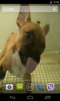 Cute puppy licks glass 截图 2